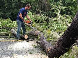 Best Stump Grinding and Removal  in Hyde, PA