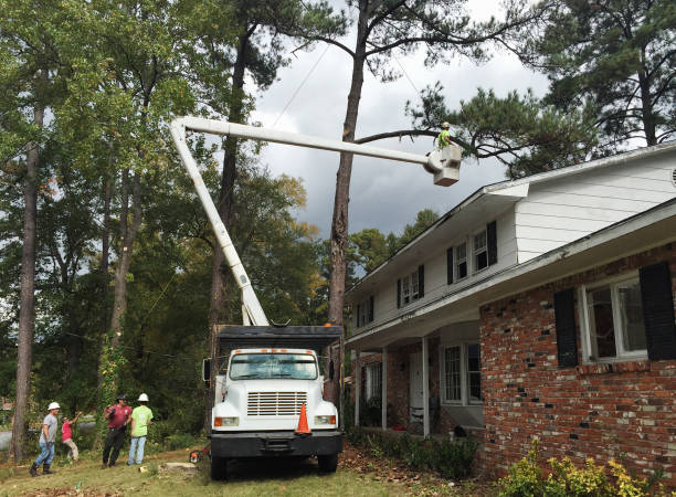 Best Storm Damage Tree Cleanup  in Hyde, PA