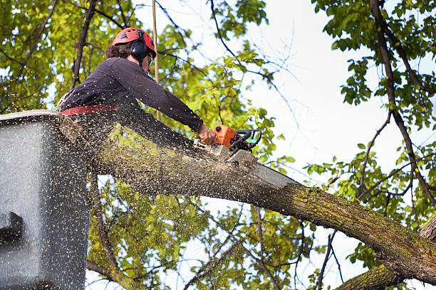 Best Commercial Tree Services  in Hyde, PA